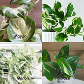 Manjula + Njoy + Marble + Golden Pothos, with 5.5 inches white decor pot